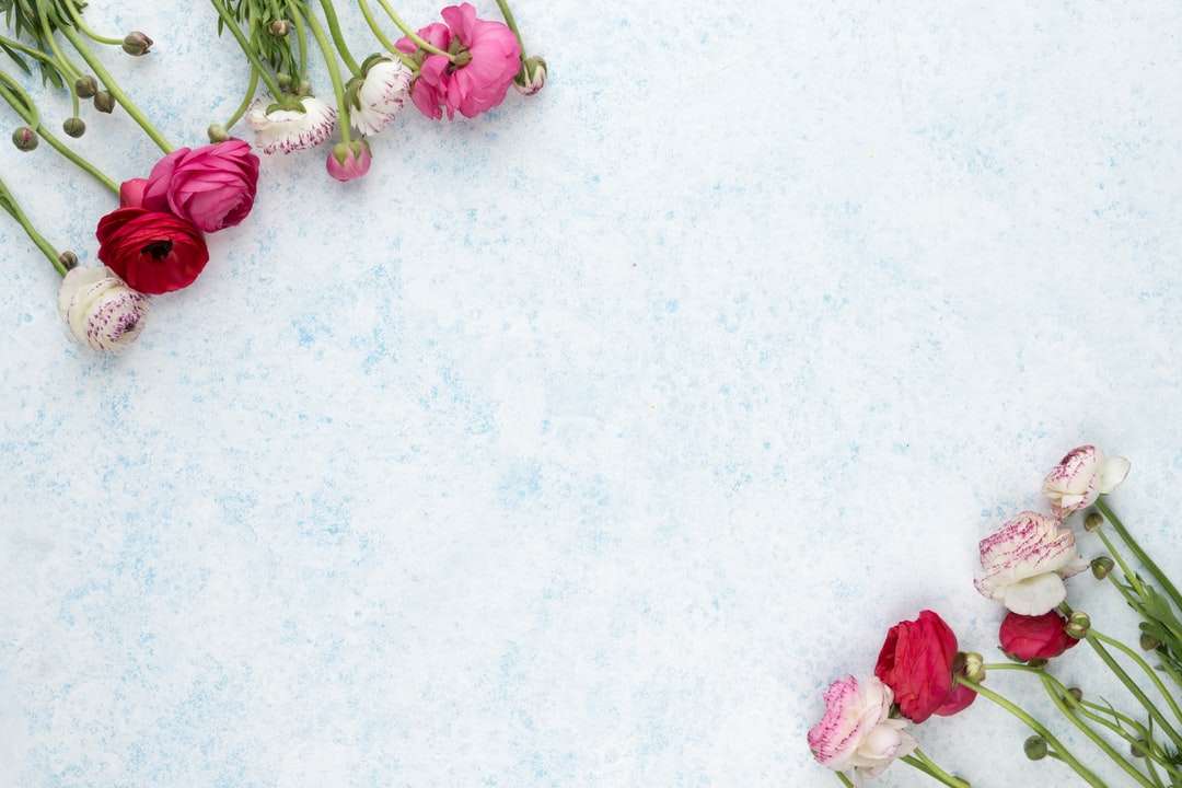 różowe i białe kwiaty na białej powierzchni puzzle online