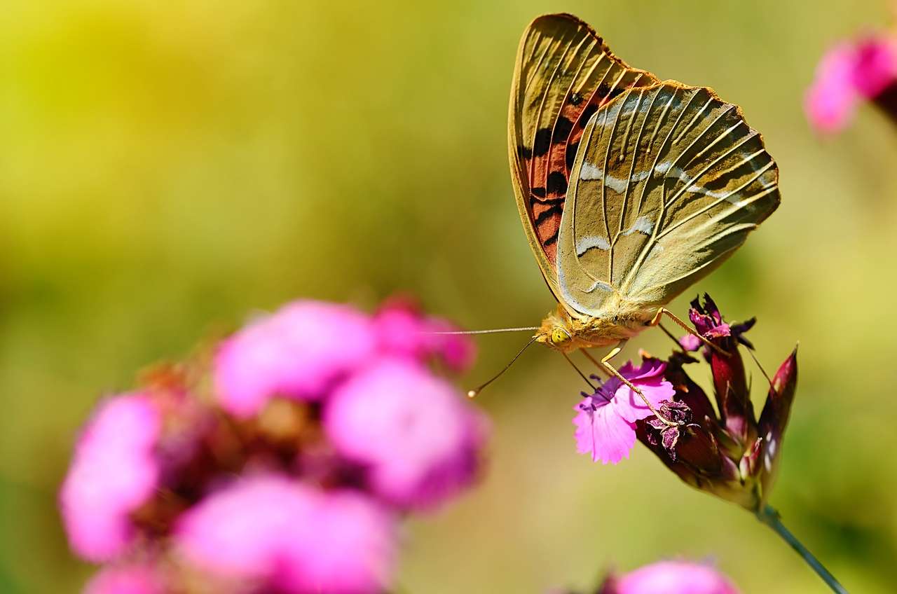 Motyl spoczywa na wildflower puzzle online