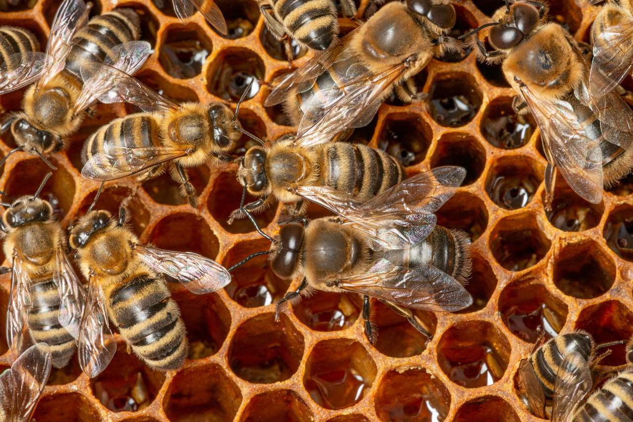 Duże pszczoły i pracownicy pszczół puzzle online