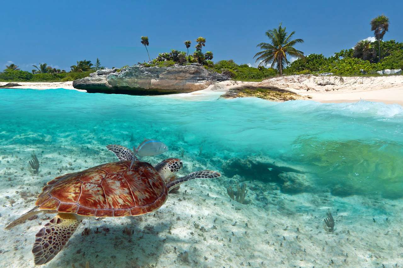 Karaibska sceneria z zielonym żółwiami w Meksyku puzzle online