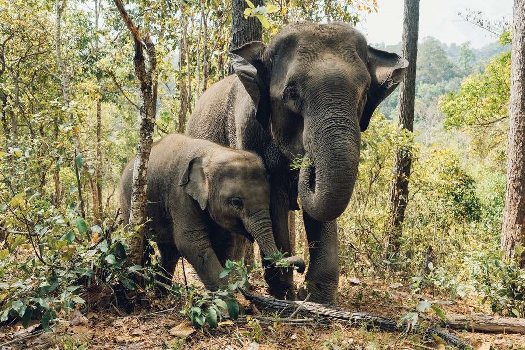 Dwa słonie w pobliżu drzew puzzle online