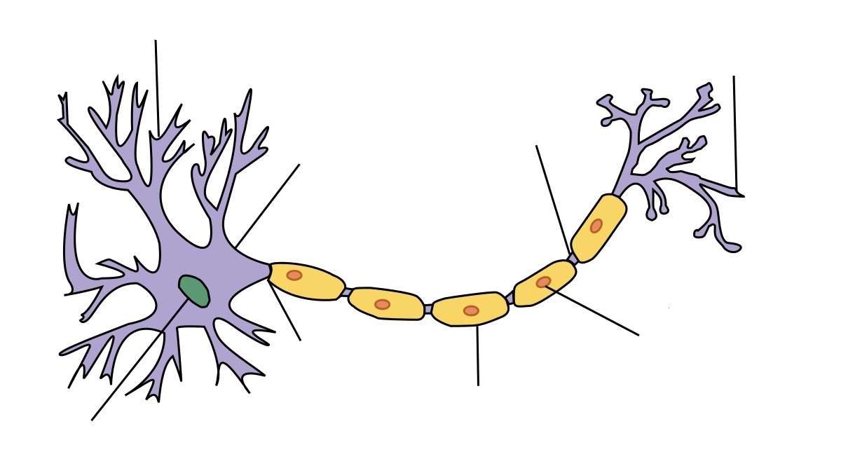 Neuron i jego części puzzle online
