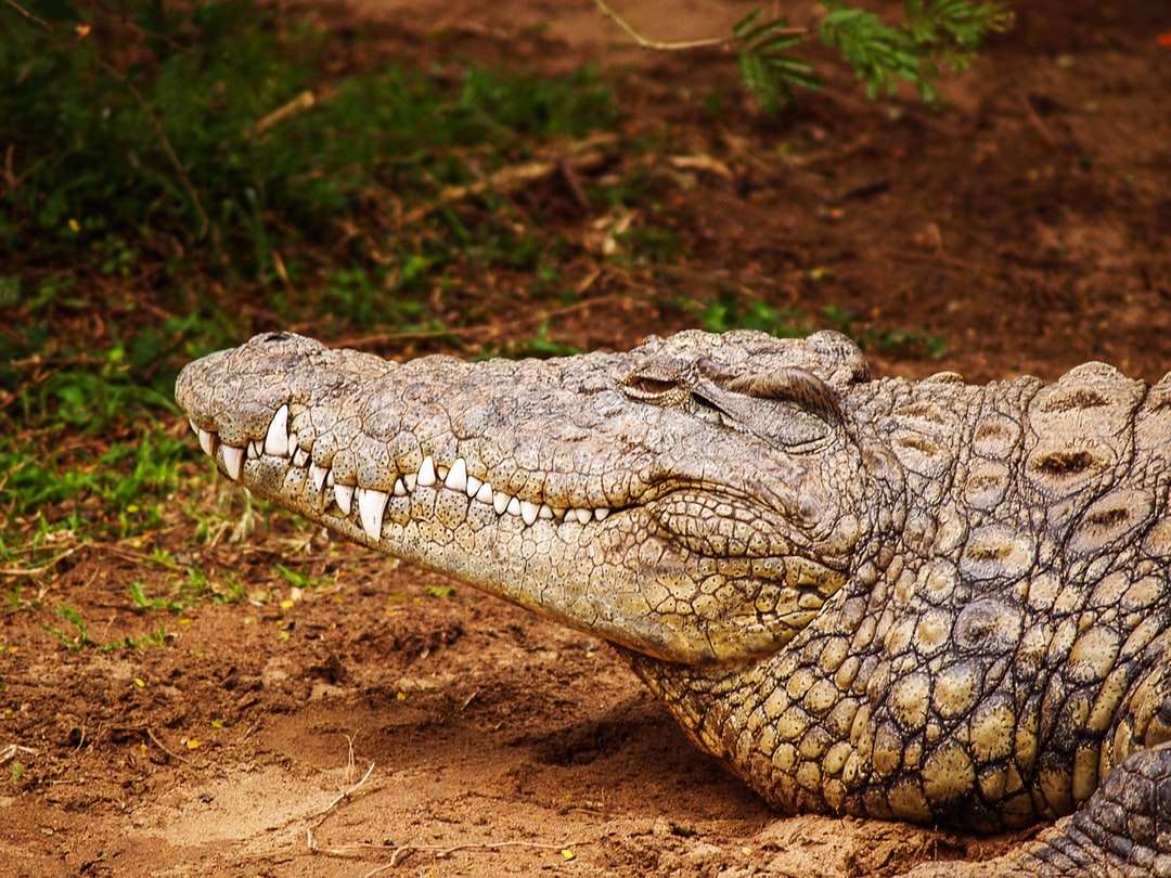 Szary aligator w pobliżu pola trawy puzzle online