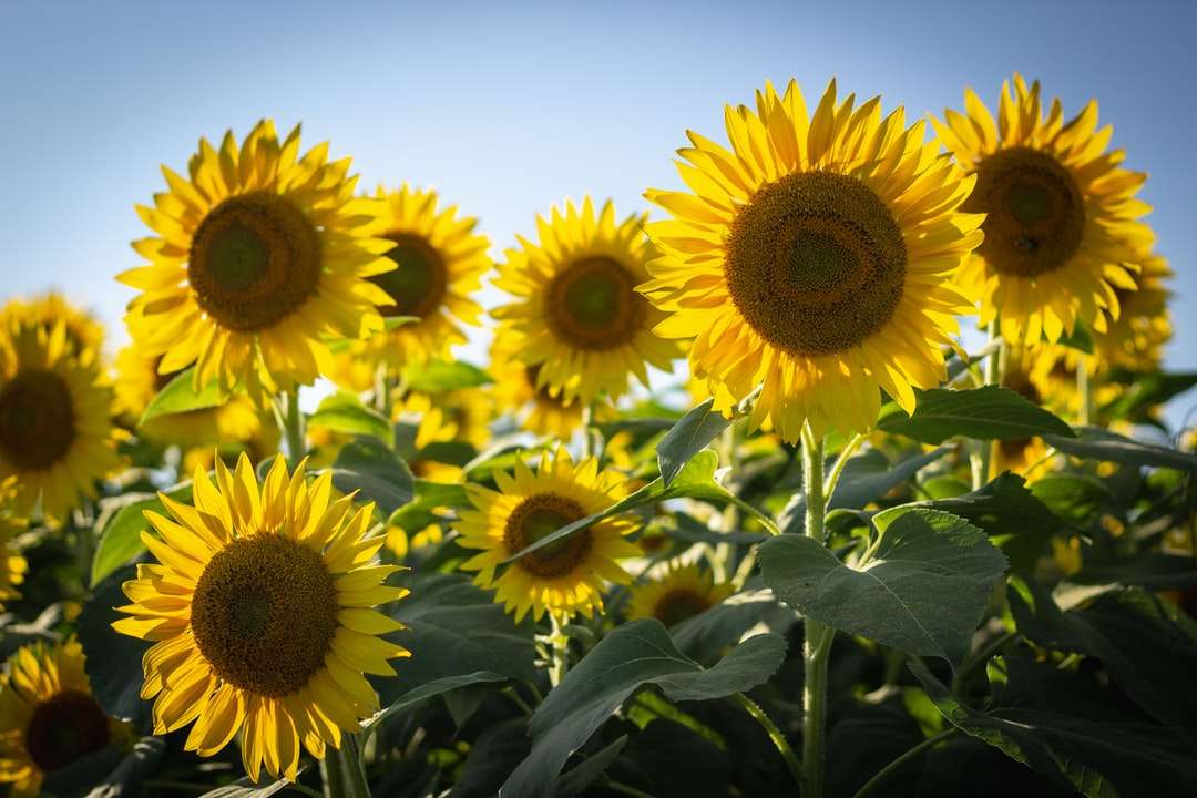 Gelbe Sonnenblumen in der Blüte Puzzle