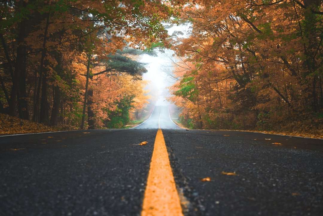 Szara betonowa droga między brązowymi i zielonymi drzewami liści puzzle online