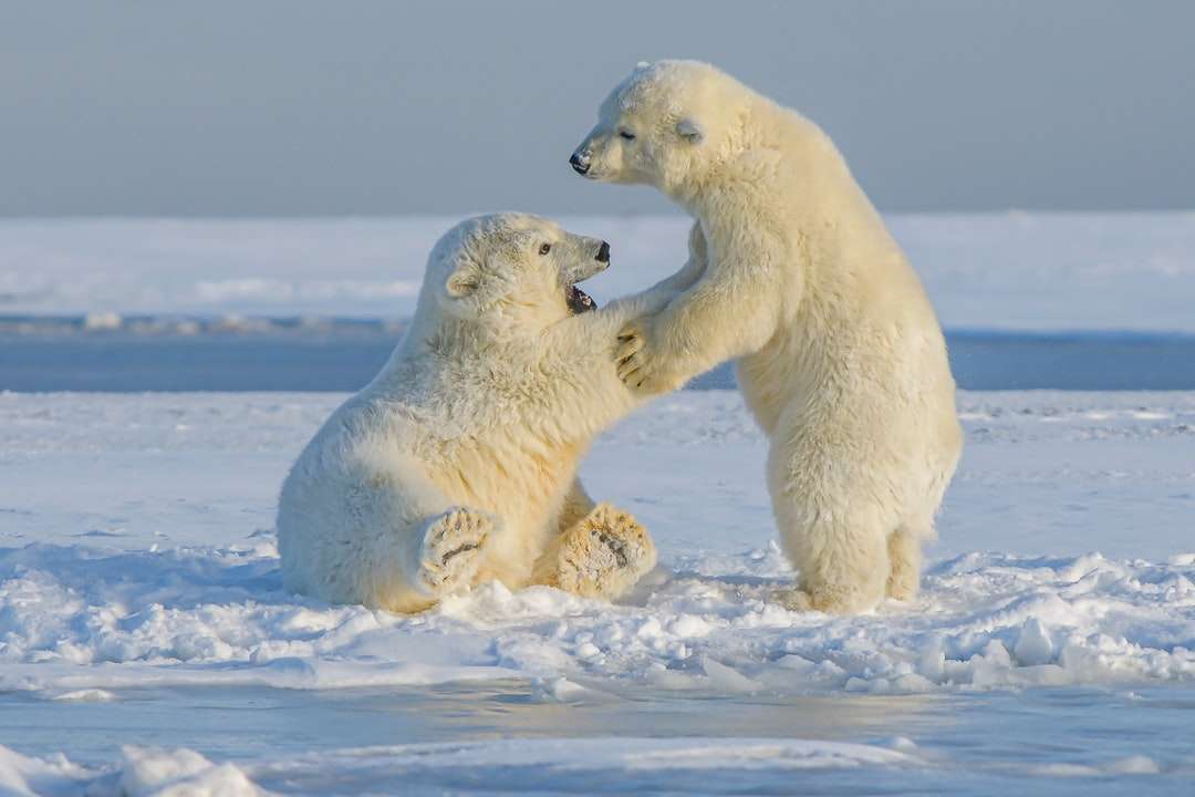 Niedźwiedź polarny na pokryte śniegiem ziemi w ciągu dnia puzzle online