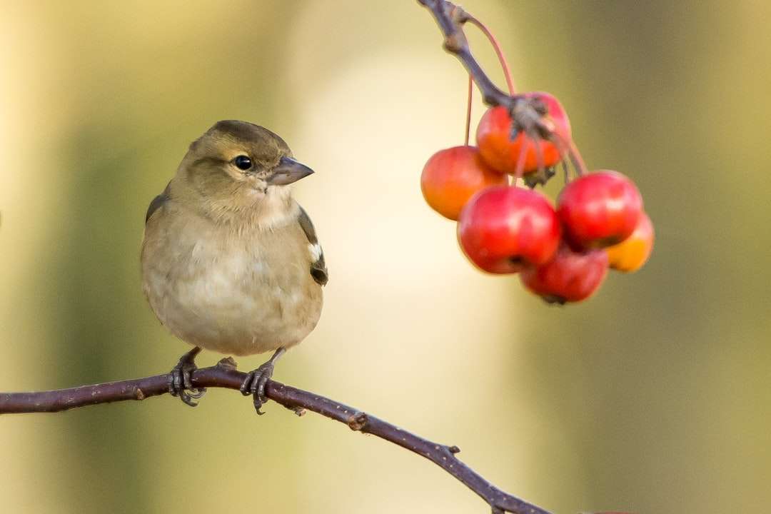 Brown Sparrow siedzący w pobliżu czerwonych owoców puzzle online