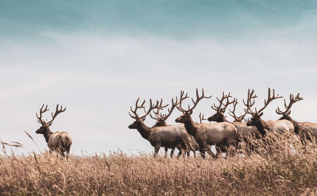 Stado jelenia na brązowym polu trawy w ciągu dnia puzzle online