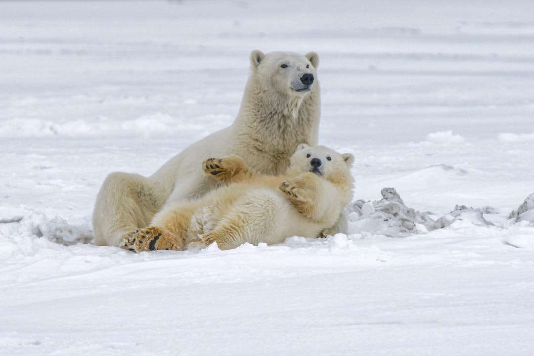 Niedźwiedź polarny na pokryte śniegiem ziemi w ciągu dnia puzzle online