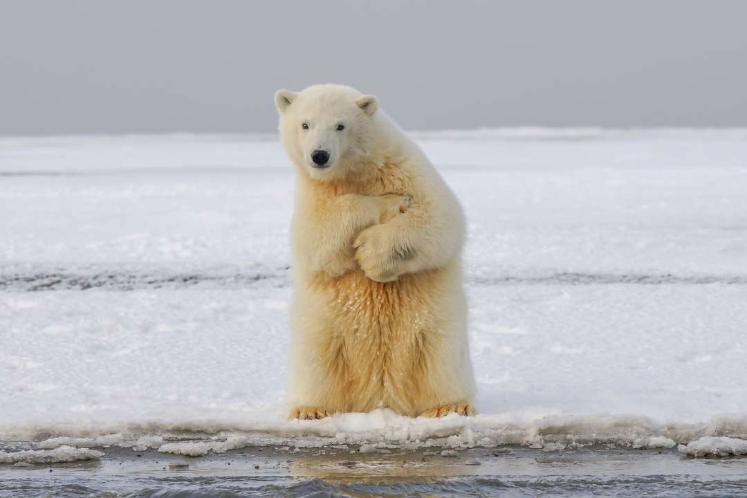 Niedźwiedź polarny na pokryte śniegiem ziemi w ciągu dnia puzzle online