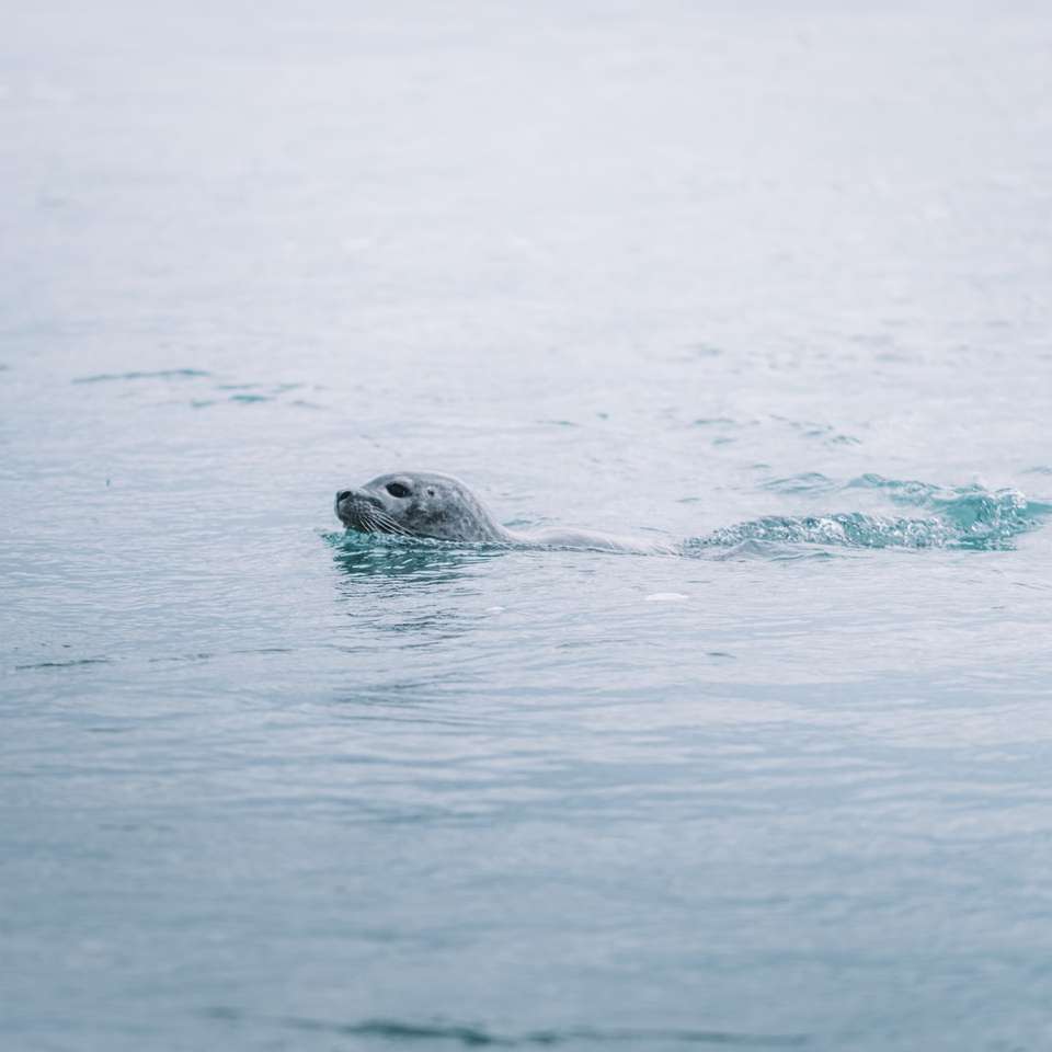 Lew morski w wodzie w ciągu dnia puzzle online
