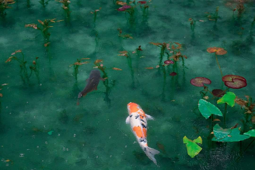 Zdjęcie dwóch ryb czarno-białych i pomarańczowych Koi puzzle online