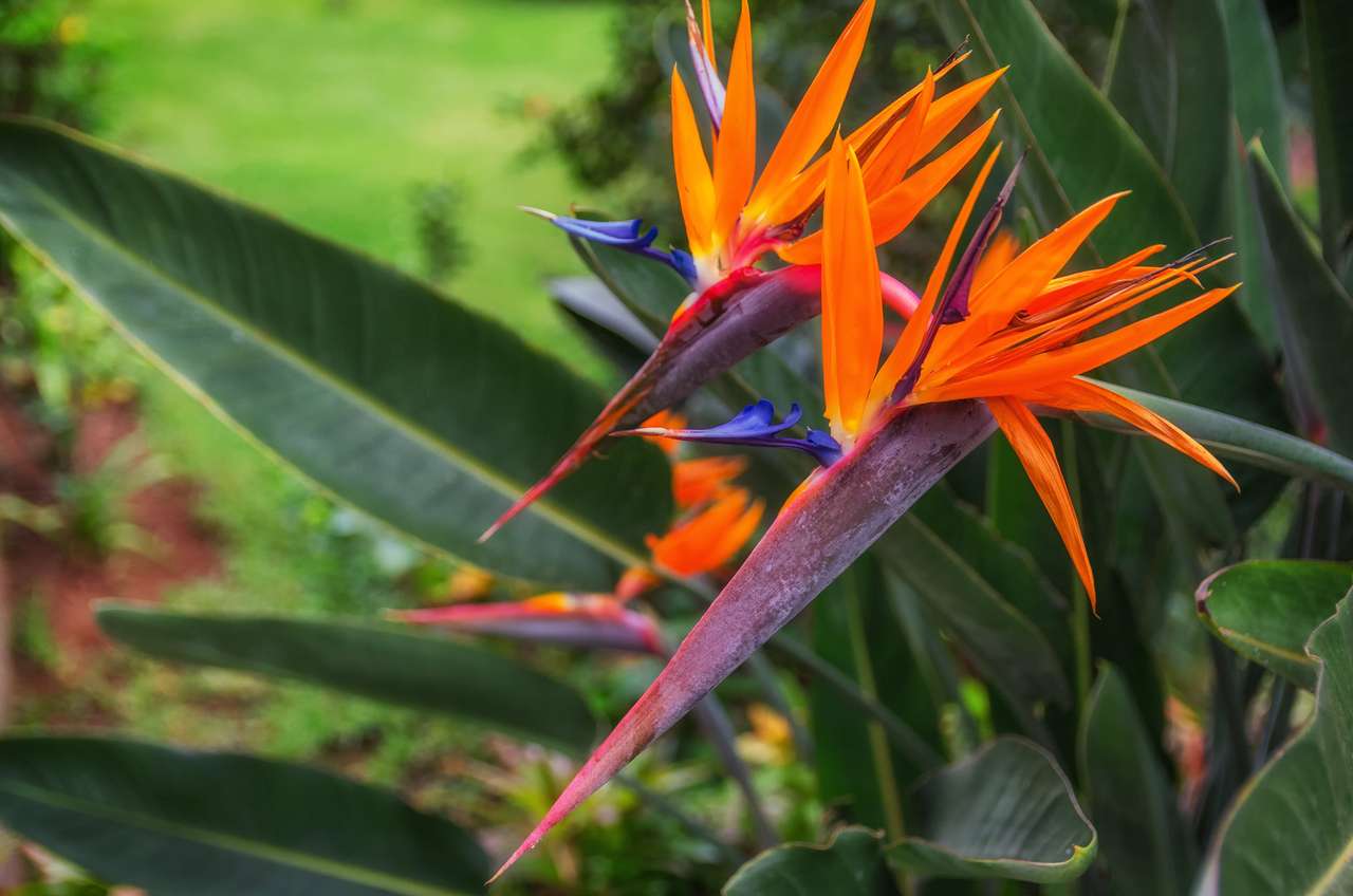 Ptak raj w tropikalnym ogrodzie na Teneryfie puzzle online