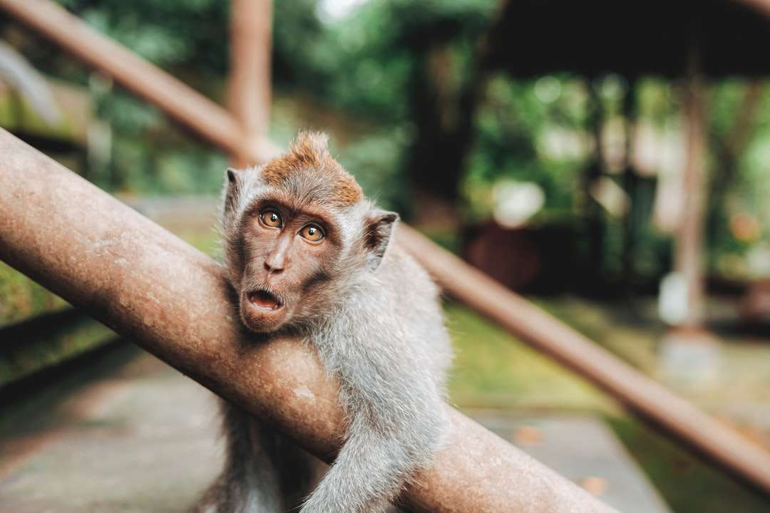Płytka fotografia fotografii małpy przytulanie poręczy puzzle online