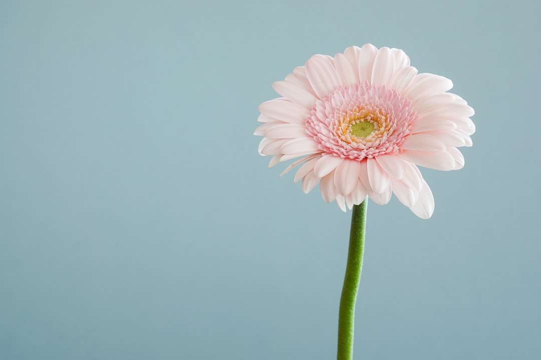 Selektywne fokus fotografia różowy płatek kwiatu puzzle online