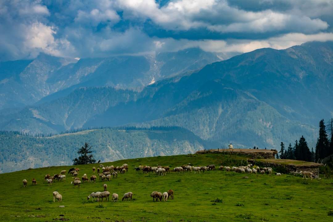 Stado owiec na zielonym trawiastym wzgórzu w pochmurny dzień puzzle online