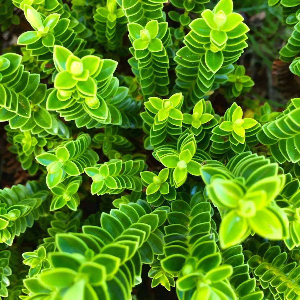 fotografia fotografii zielonej rośliny w ciągu dnia puzzle online