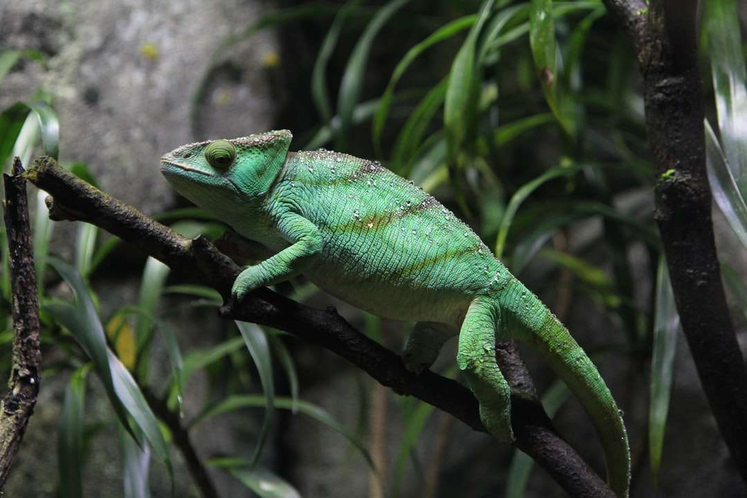 Zielony kameleon na brązowej gałęzi puzzle online