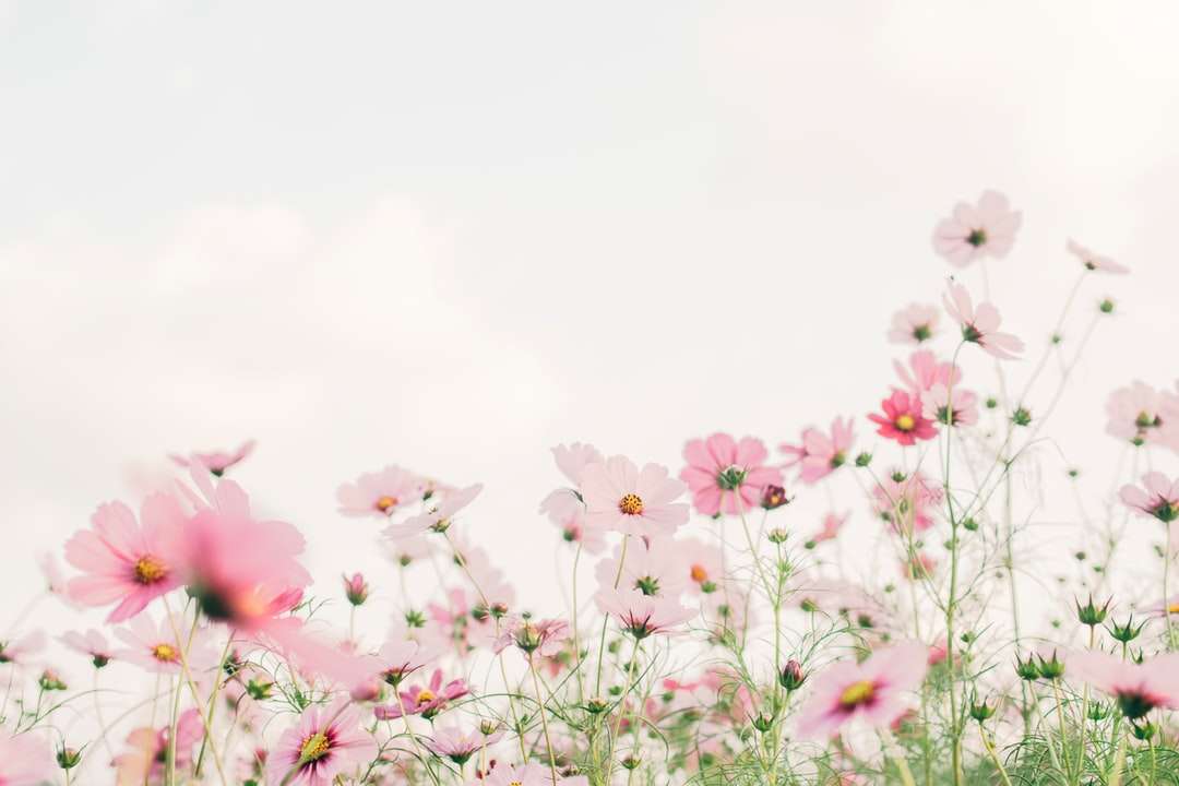Różowe i białe kwiaty pod białym niebem w ciągu dnia puzzle online