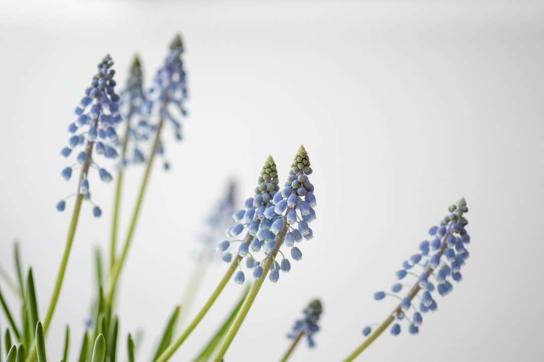 Zdjęcie niebieskich kwiatów puzzle online