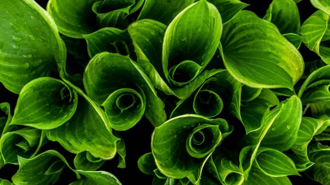Foto closeup de plantas leafed verdes quebra-cabeça