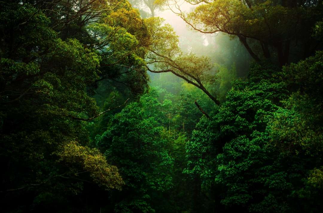 Zielone drzewa na lesie w ciągu dnia puzzle online