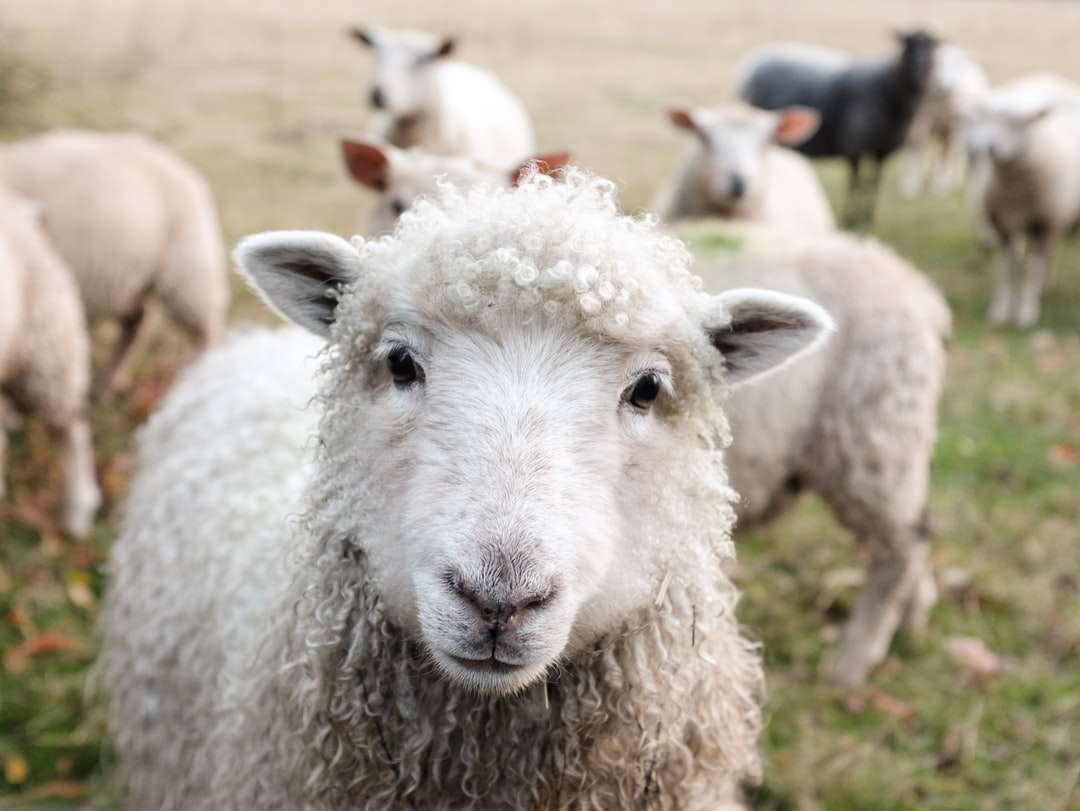 Biała owca na zielonej trawie w ciągu dnia puzzle online