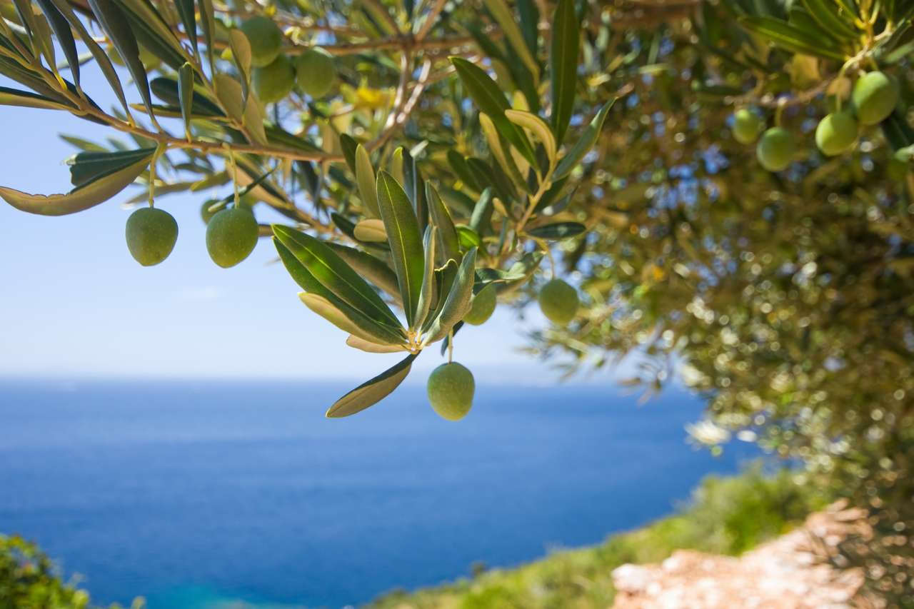 Drzewo oliwne na tle morza puzzle online