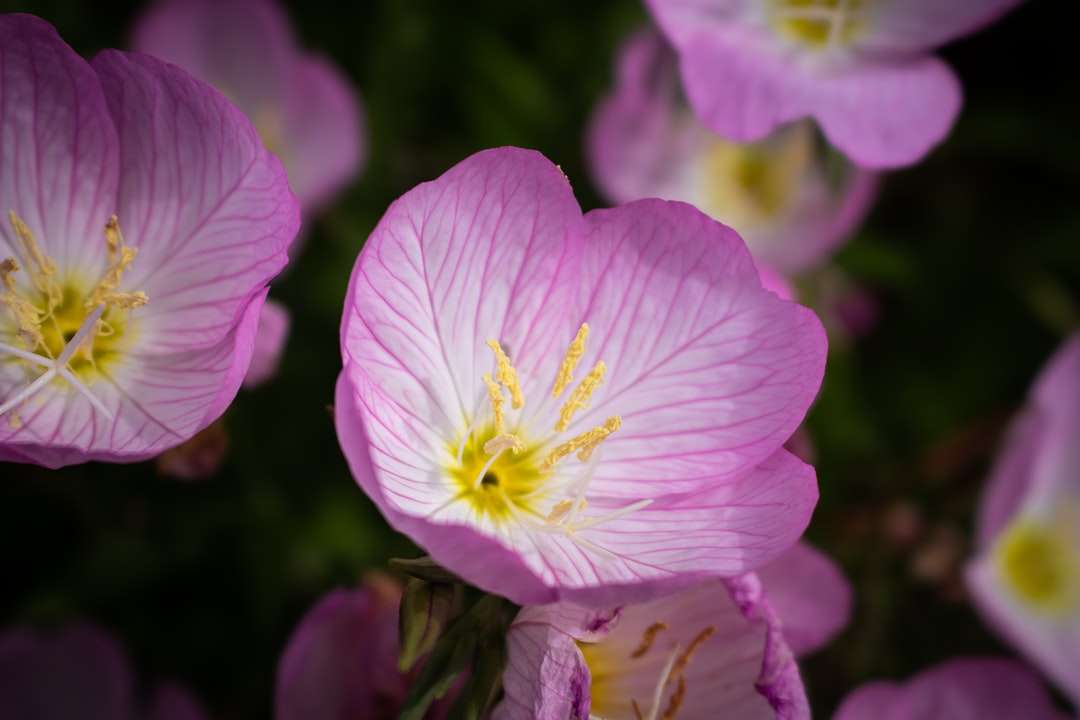 Różowy wieczór pierwiosnek kwiat w selektywnej fotografii fotografii puzzle online