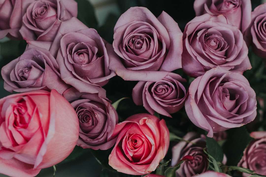 Płytkie fokus zdjęcie fioletowe i czerwone kwiaty puzzle online