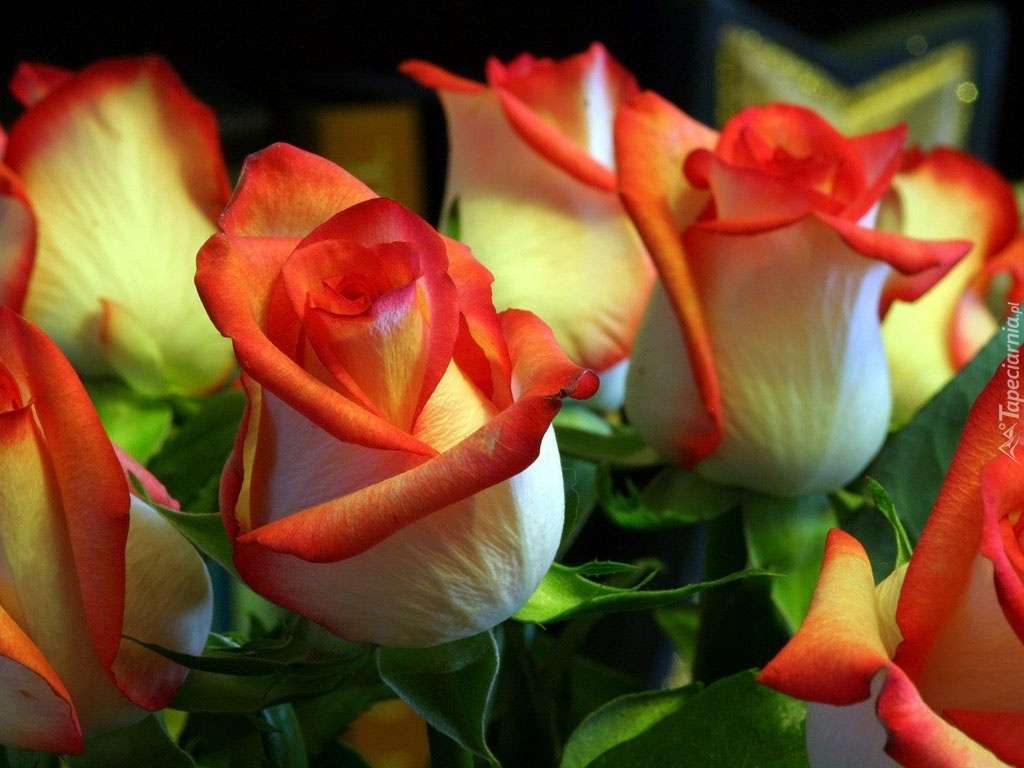 Tvåfärgade rosor online pussel
