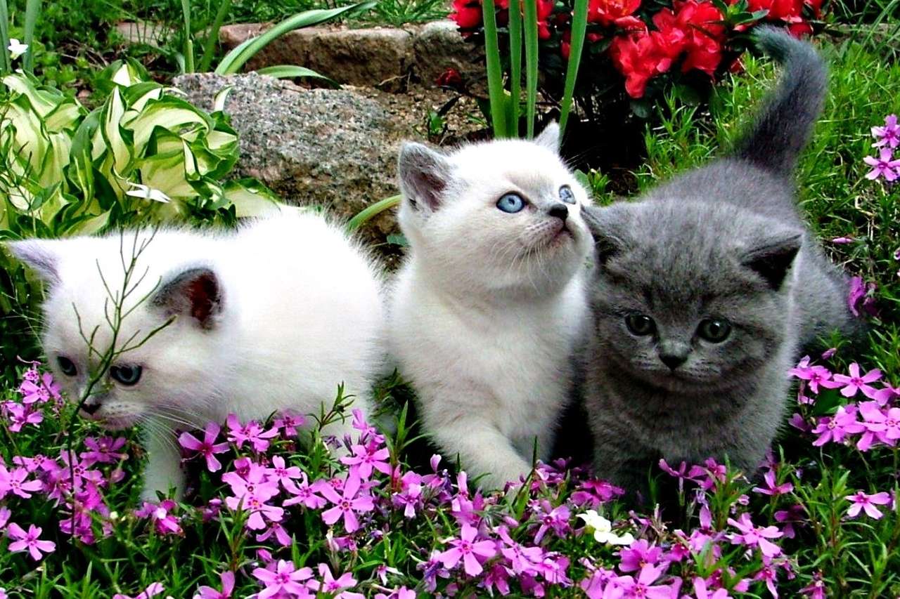Kleine Kätzchen im Garten Puzzle