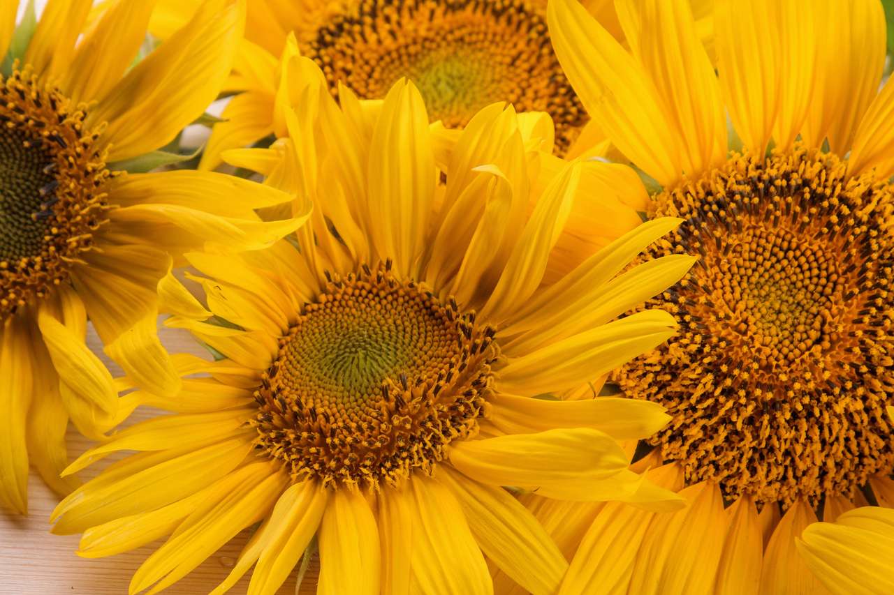 Jasne kwiaty słonecznika puzzle online