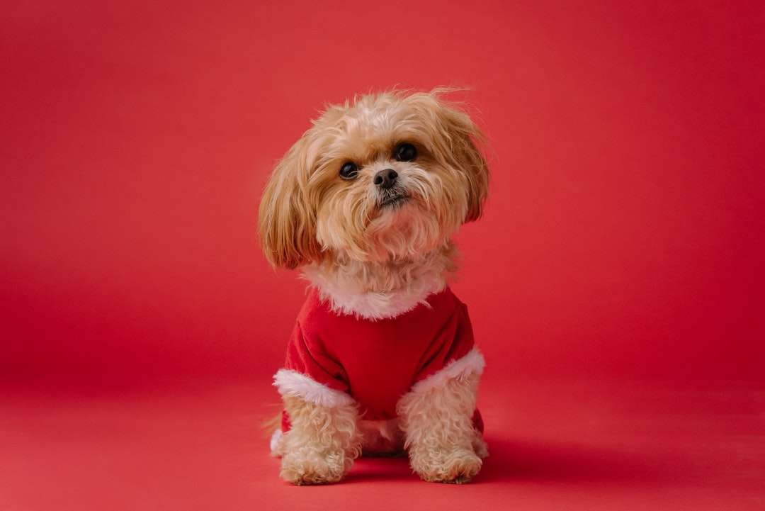 Biały długi powlekany mały pies na czerwonym włókiennictwie puzzle online