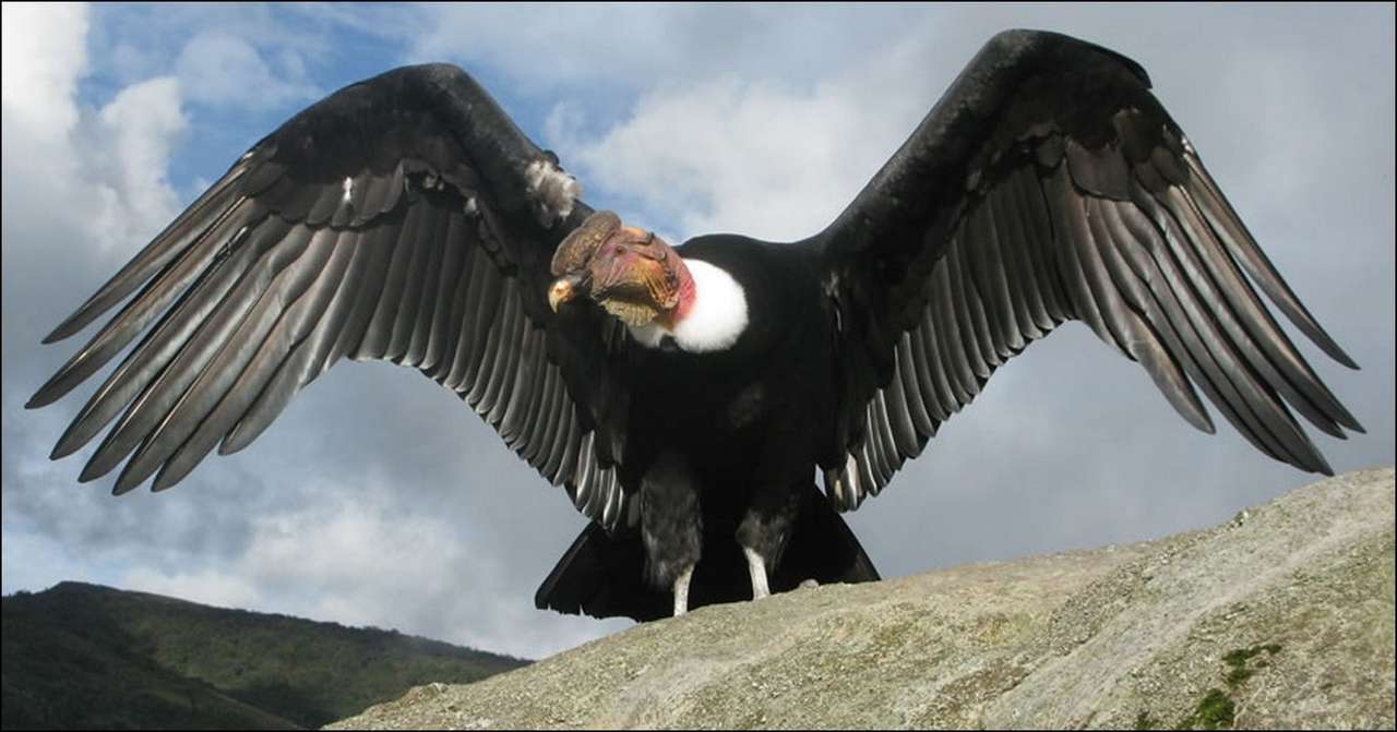 Andean Condor. puzzle online