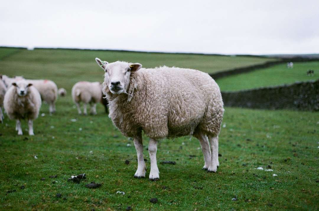 stado owiec na polu zielonej trawy w ciągu dnia puzzle online