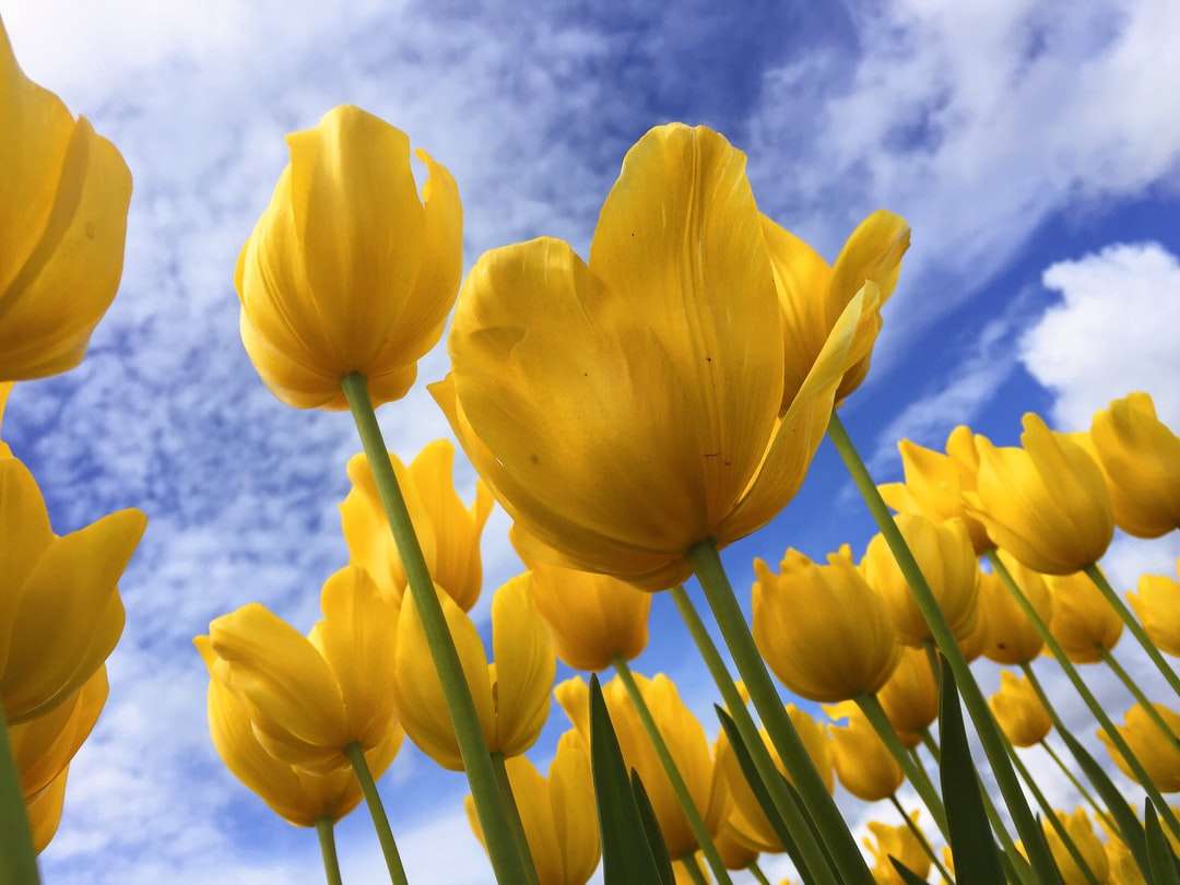 Close-up Fotografia żółte kwiaty płatek puzzle online