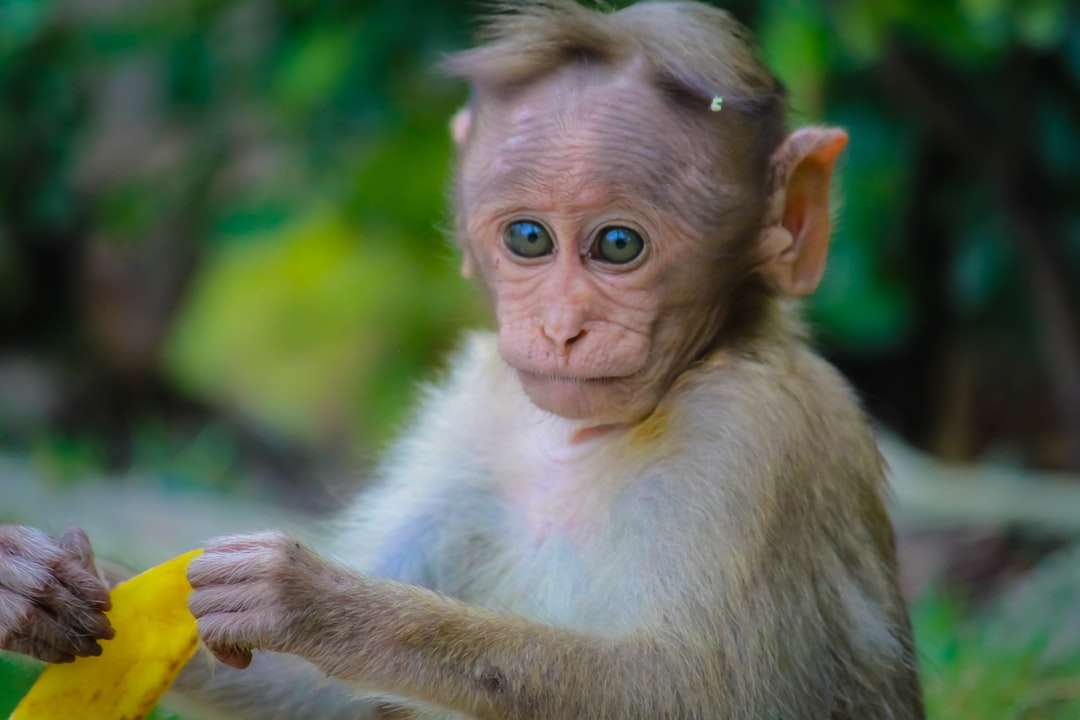 Brązowa małpa trzyma skórkę owocową puzzle online