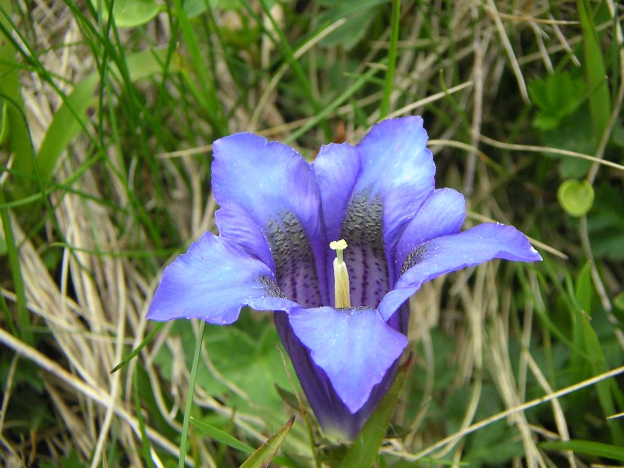 niebieski kwiat puzzle online