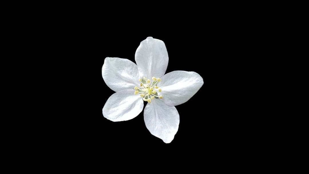 biały pięć płatek kwiatu puzzle online