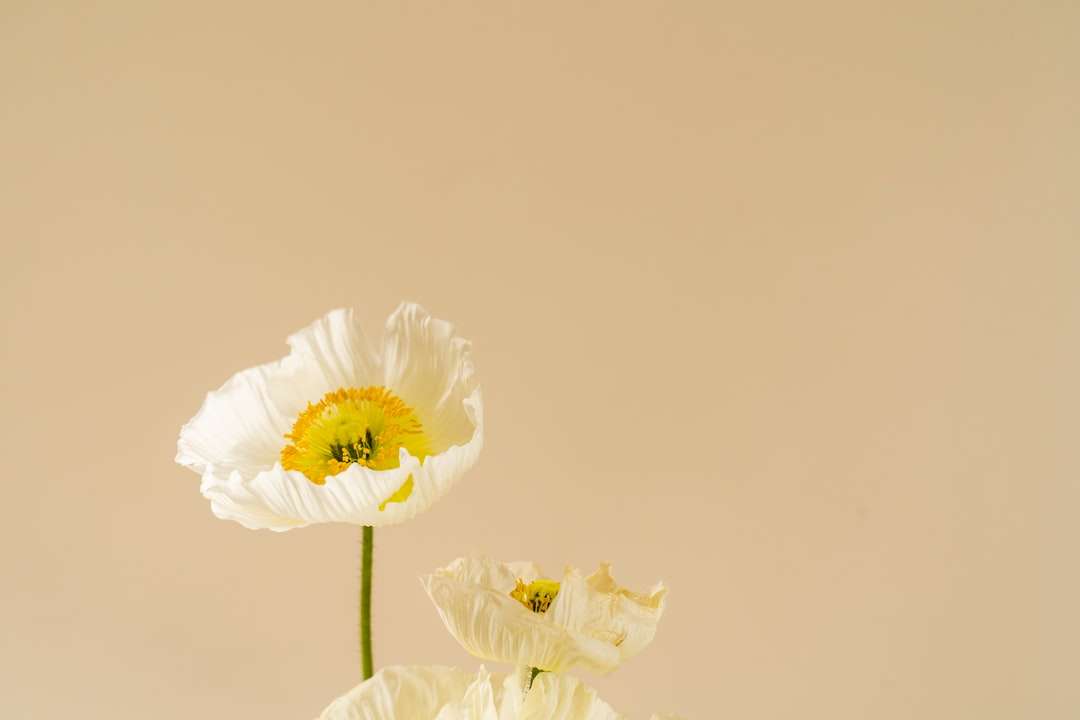 Biały kwiat z zielonym łodygiem puzzle online