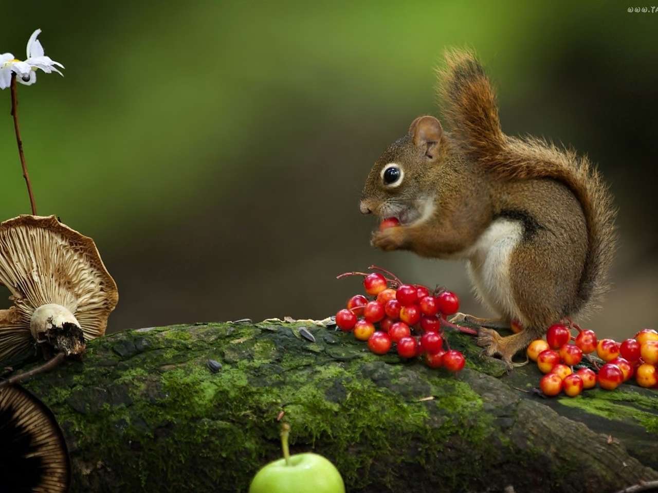Wiewiórka jedząca jarzębinę puzzle online