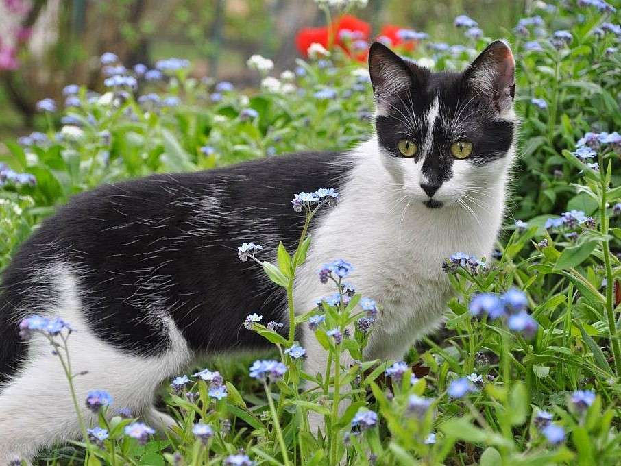 Biało-czarny kot wśród polnych kwiatów puzzle online