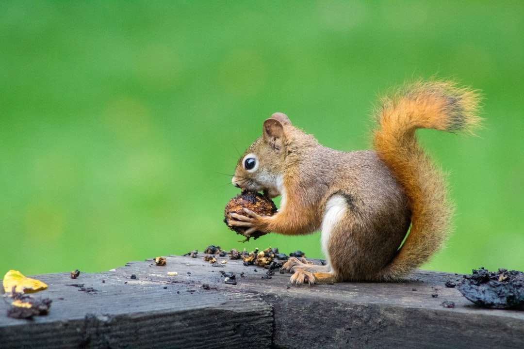 Nakrętki do jedzenia brown wiewiórki puzzle online