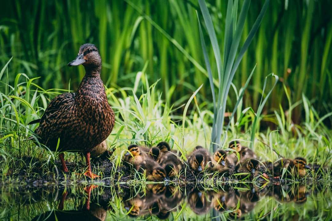 Brown kaczka na zielonej trawie w ciągu dnia puzzle online