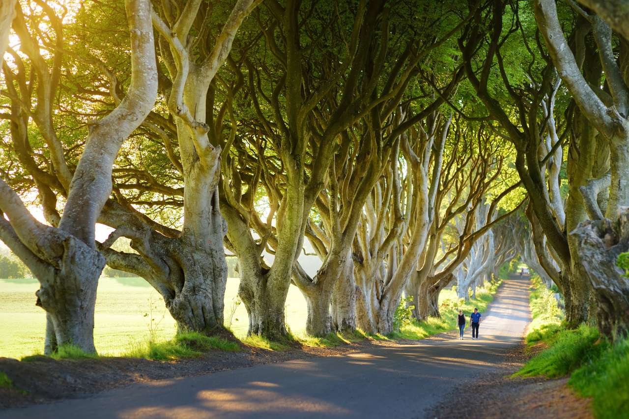 Dark Hedges, aleja drzew bukowych wzdłuż drogi Bregagh w hrabstwie Antrim. Tunel drzewa atmosferycznego został użyty jako lokalizacja filmowania w popularnym serialu telewizyjnym. Atrakcje turystyczne w Irlandii Nothern. puzzle online