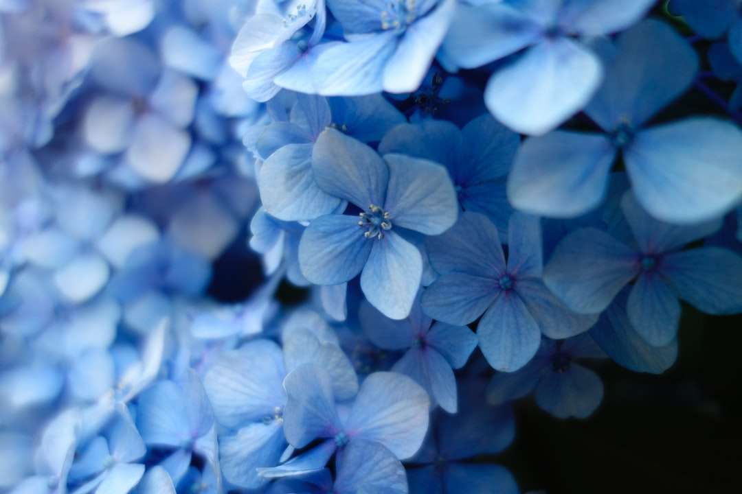 крупним планом фото блакитної квітки з пелюстками пазл