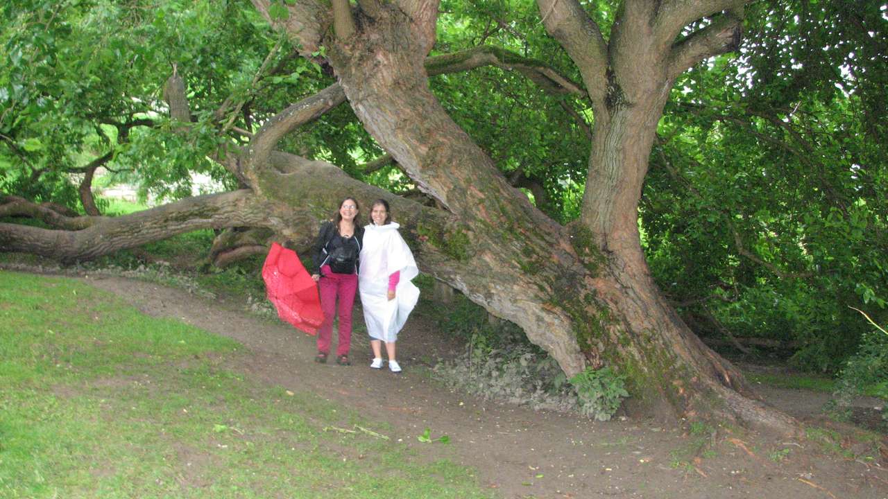 Piękne drzewo w Isla Mainau, Constance Germany puzzle online