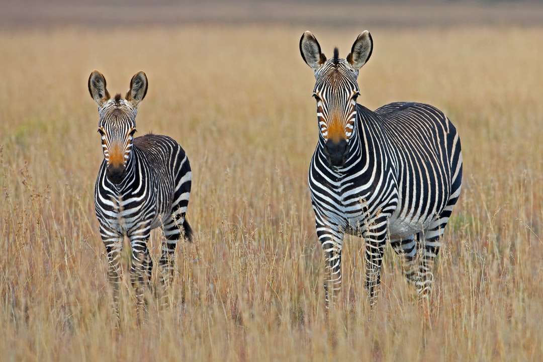 Dwa zebry stoi na polu brown trawy puzzle online