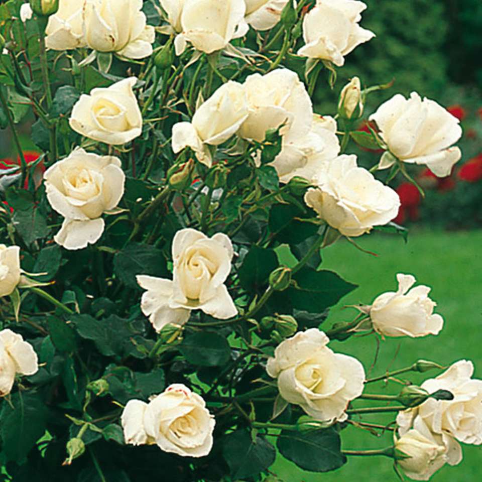 Krzak białej róży puzzle online